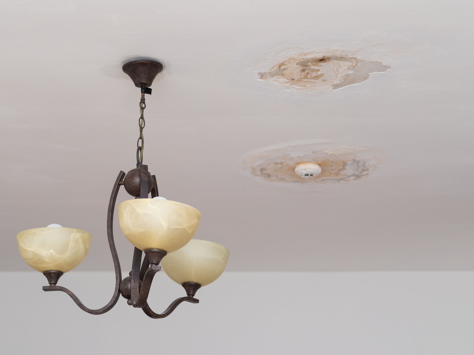 Professionelle Schimmelsanierung